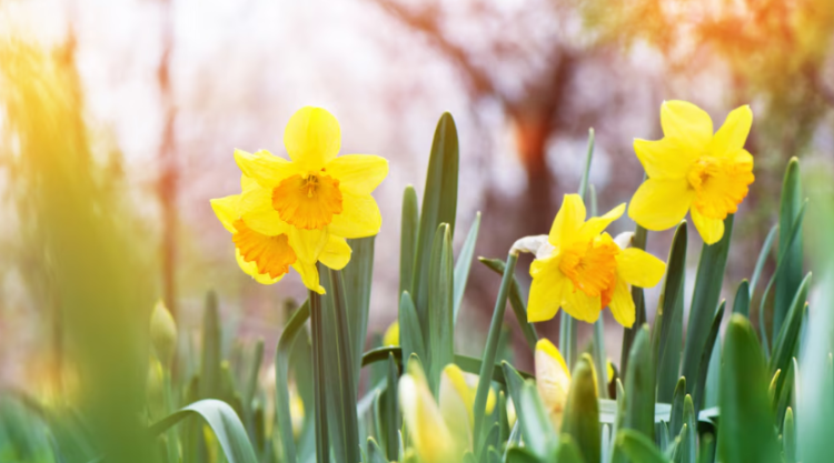 Во вторник в Рязанской области потеплеет до +28 градусов