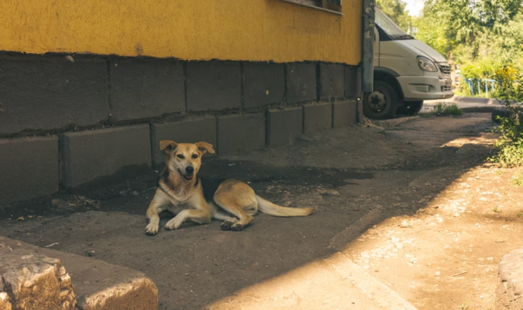 Рязанцев приглашают на выставку-пристройство бездомных животных "Пойдем домой"