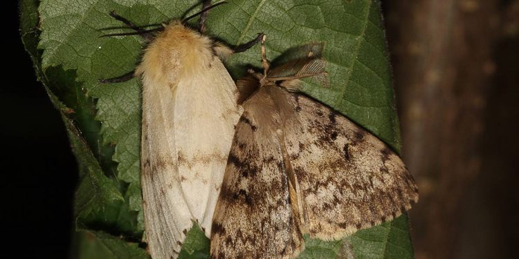 Жителям Рязанского региона на месяц запретили посещение лесов из-за борьбы с шелкопрядом