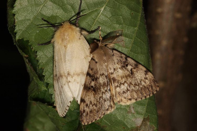 Жителям Рязанского региона на месяц запретили посещение лесов из-за борьбы с шелкопрядом