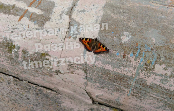 В январе в Рязань прилетели бабочки