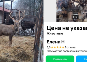 Рязанцы обнаружили в Сети объявления о продаже оленей и яков Рязанцы обнаружили в Сети объявления о продаже оленей и яков