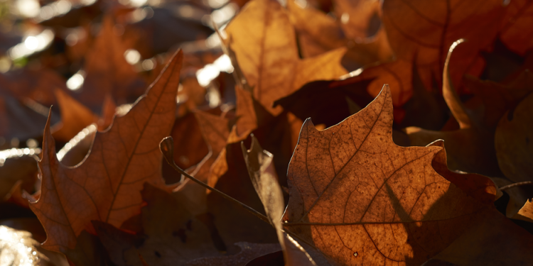 Вильфанд: в Центральной России ожидается октябрьская погода