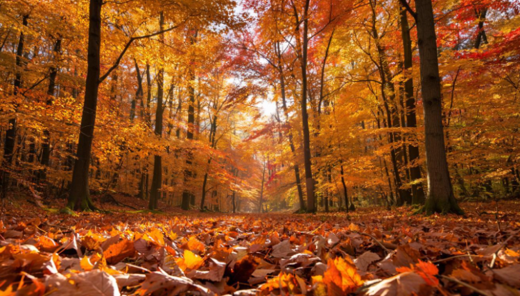 Синоптик Позднякова: в выходные в Центральной России ожидается неустойчивая погода