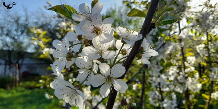 Гидрометцентр: в начале мая в Рязанской области резко похолодает Гидрометцентр: в начале мая в Рязанской области резко похолодает