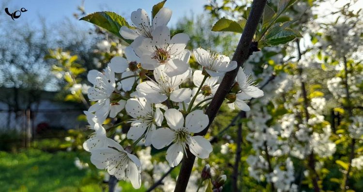 Гидрометцентр: в начале мая в Рязанской области резко похолодает