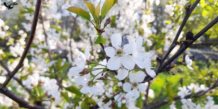 В среду в Рязанской области потеплеет до +17 градусов