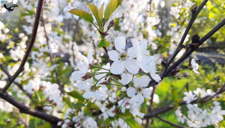 В среду в Рязанской области потеплеет до +17 градусов