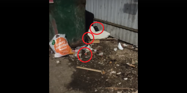 Рязанцы снова начали жаловаться на полчища крыс на улицах города