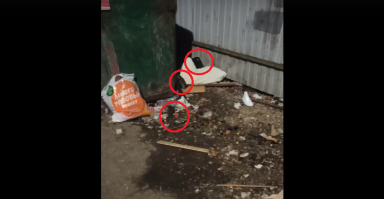 Рязанцы снова начали жаловаться на полчища крыс на улицах города