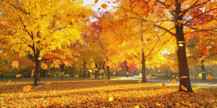 В пятницу в Рязанской области ожидается небольшой дождь и до +11 градусов