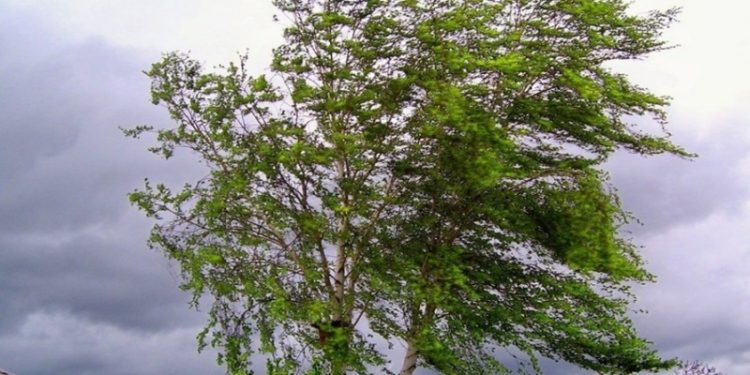 Рязанцев предупредили об усилении ветра 29 мая Рязанцев предупредили об усилении ветра 29 мая