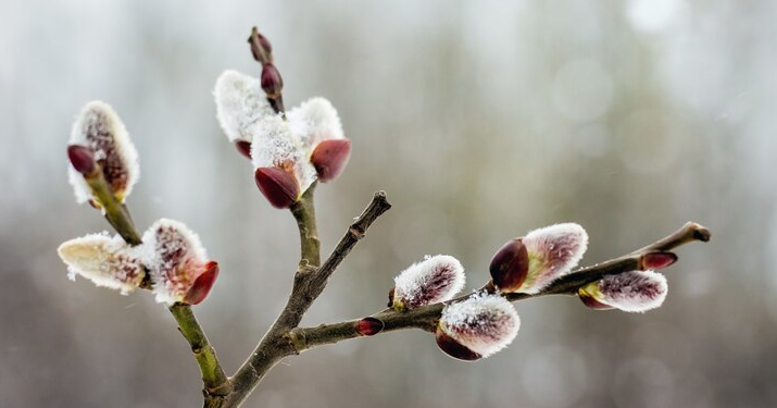 Синоптик Вильфанд: в 2025 году в Центральной России весна может наступить гораздо раньше Синоптик Вильфанд: в 2025 году в Центральной России весна может наступить гораздо раньше