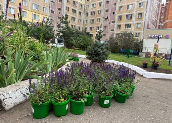 В Рязани появился новый сквер на улице Чкалова В Рязани появился новый сквер на улице Чкалова