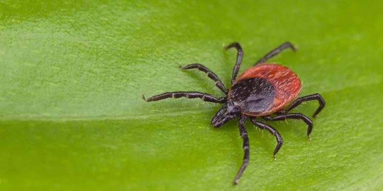 За неделю от укусов клещей пострадали 29 рязанцев