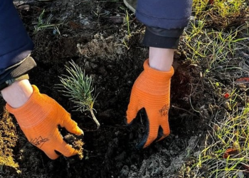 На территории рязанской ОДКБ высадили 30 саженцев кедров На территории рязанской ОДКБ высадили 30 саженцев кедров