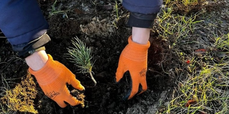 На территории рязанской ОДКБ высадили 30 саженцев кедров