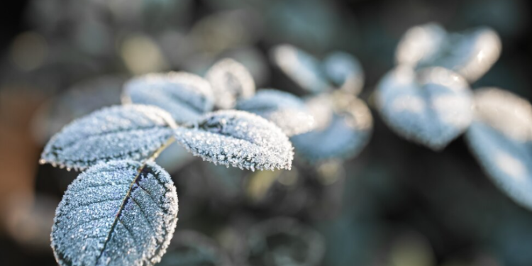 В ночь на 27 апреля в Рязанской области похолодает до -5 градусов В ночь на 27 апреля в Рязанской области похолодает до -5 градусов