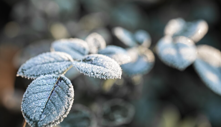 В ночь на 27 апреля в Рязанской области похолодает до -5 градусов