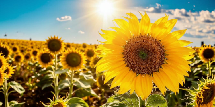 В пятницу в Рязанской области потеплеет до +25 градусов