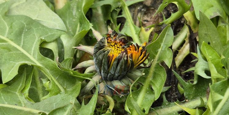 В Рязанской области в феврале зацвели одуванчики