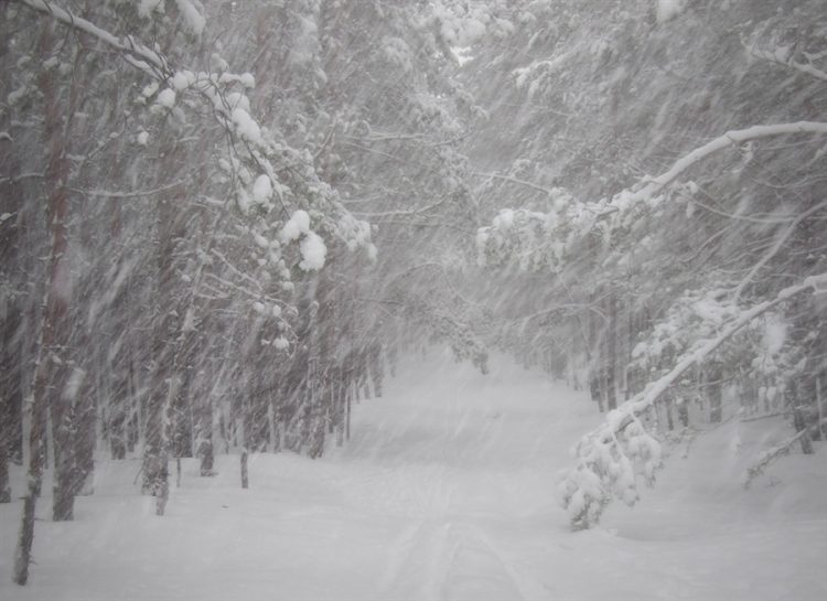 В пятницу в Рязанской области ожидается мокрый снег и до +1 градуса