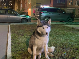 В Рязани ищут хозяев потерявшейся сибирской хаски В Рязани ищут хозяев потерявшейся сибирской хаски