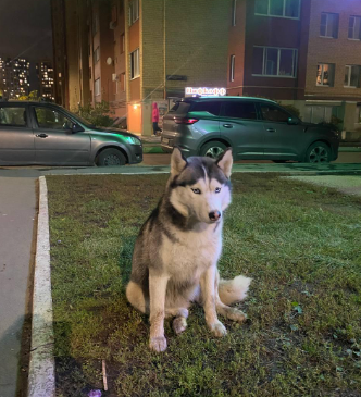 В Рязани ищут хозяев потерявшейся сибирской хаски В Рязани ищут хозяев потерявшейся сибирской хаски
