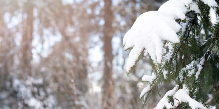 Синоптик Тишковец: зима вернется в Центральную Россию к середине следующей недели Синоптик Тишковец: зима вернется в Центральную Россию к середине следующей недели