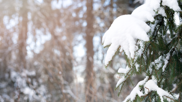 Синоптик Тишковец: зима вернется в Центральную Россию к середине следующей недели