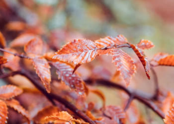 В пятницу в Рязанской области ожидается небольшой дождь и до +15 градусов В пятницу в Рязанской области ожидается небольшой дождь и до +15 градусов