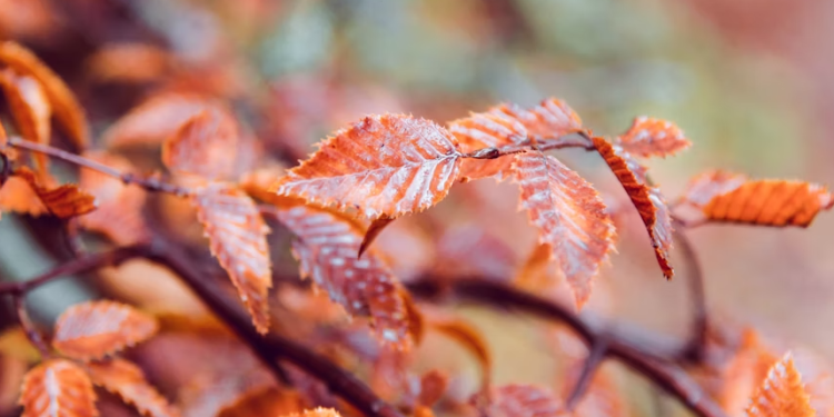 В пятницу в Рязанской области ожидается небольшой дождь и до +15 градусов