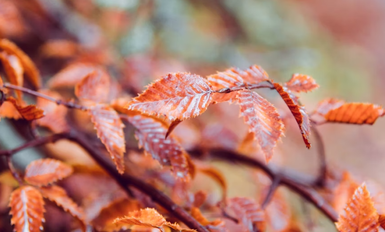 В пятницу в Рязанской области ожидается небольшой дождь и до +15 градусов