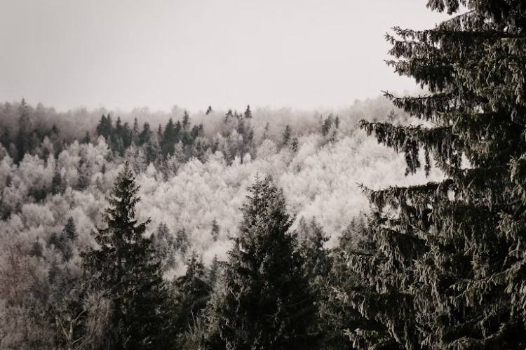 Жителей Рязанской области предупредили об аномально холодном январе