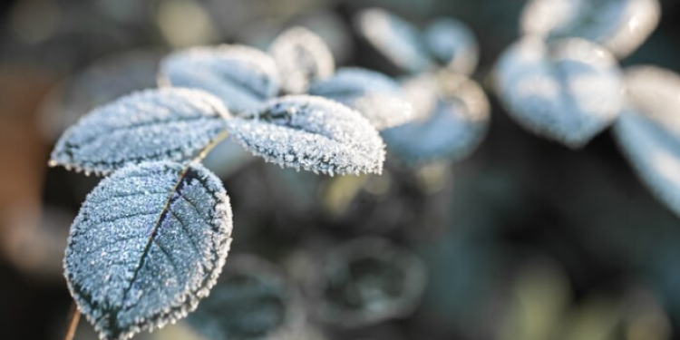 Метеоролог Позднякова: в сентябре в Центральной России ожидаются первые заморозки