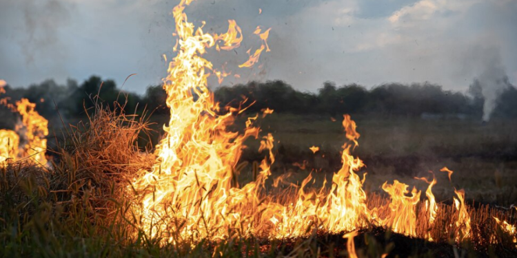 За минувшие сутки в Рязанской области 43 раза тушили загоревшуюся сухую траву За минувшие сутки в Рязанской области 43 раза тушили загоревшуюся сухую траву