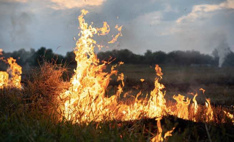 За минувшие сутки в Рязанской области 43 раза тушили загоревшуюся сухую траву