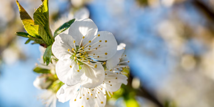 Россиянам напомнили о продолжительных выходных в мае