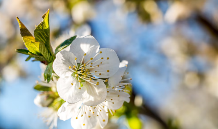 Россиянам напомнили о продолжительных выходных в мае