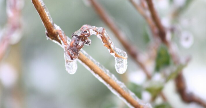 В четверг в Рязанской области потеплеет до +7 градусов