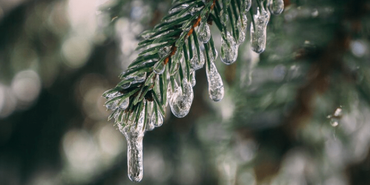 Синоптик Вильфанд: февраль в России начнется с рекордно высоких температур