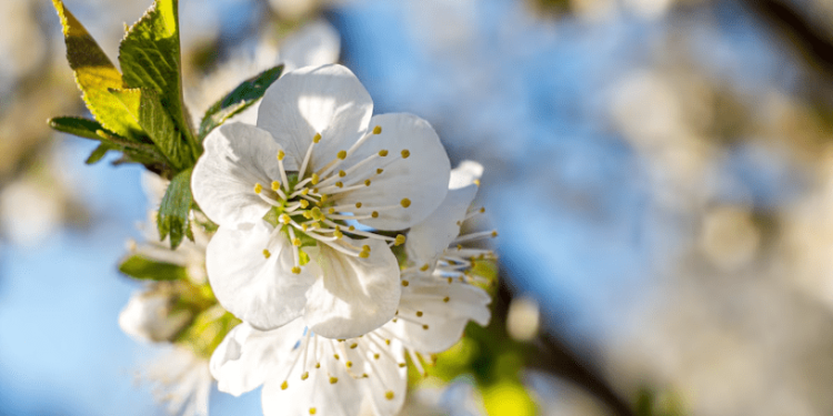 Синоптик Тишковец: на следующей неделе температура воздуха в России достигнет +22 градусов