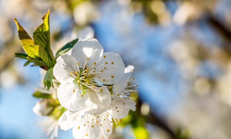 Синоптик Тишковец: на следующей неделе температура воздуха в России достигнет +22 градусов