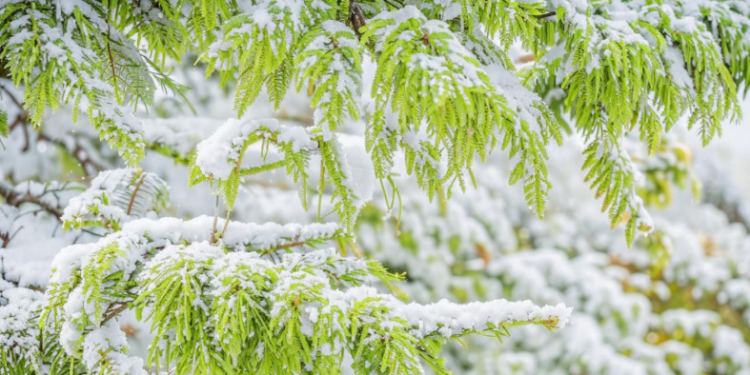 Метеоролог Евгений Тишковец рассказал о погоде в Центральной России в выходные дни