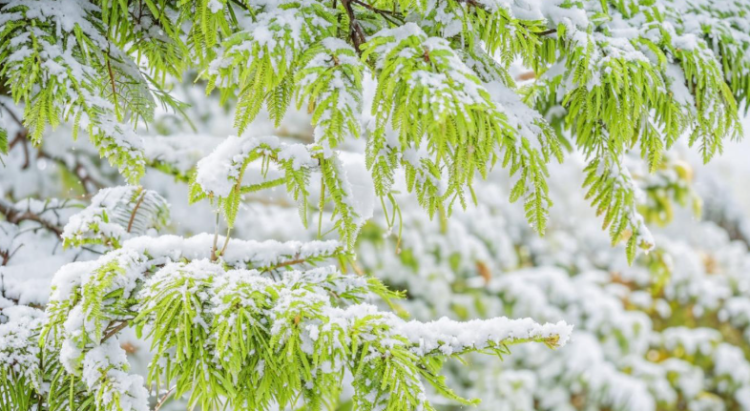 Метеоролог Евгений Тишковец рассказал о погоде в Центральной России в выходные дни
