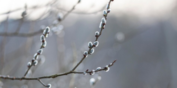 Синоптик Вильфанд: к воскресенью в Центральной России похолодает Синоптик Вильфанд: к воскресенью в Центральной России похолодает