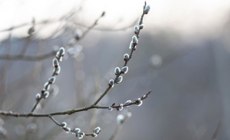 Синоптик Вильфанд: к воскресенью в Центральной России похолодает