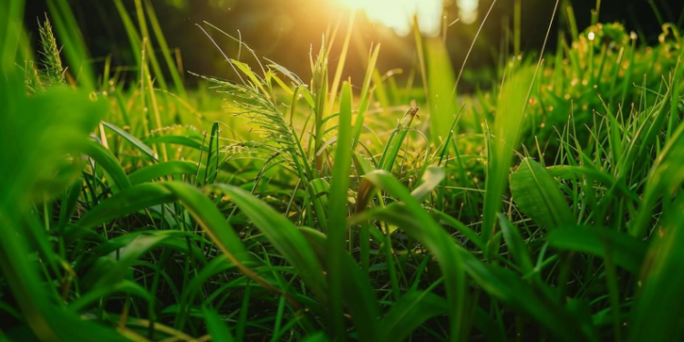 Метеоролог Шувалов: тепло вернется в Центральную Россию уже в пятницу