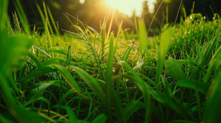 Метеоролог Шувалов: тепло вернется в Центральную Россию уже в пятницу