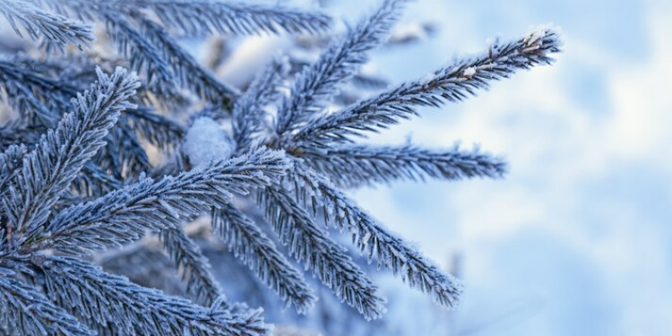 Метеоролог Позднякова: в выходные дни в Центральной России температура понизится до -6 градусов